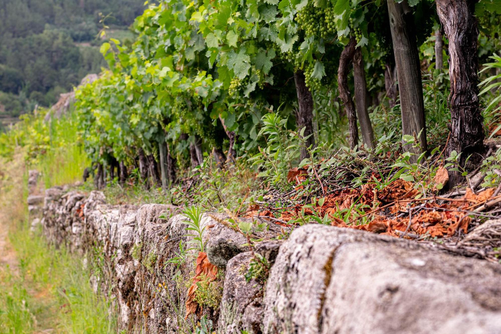 Ecolagar O Barqueiro Villa Pantón Eksteriør bilde