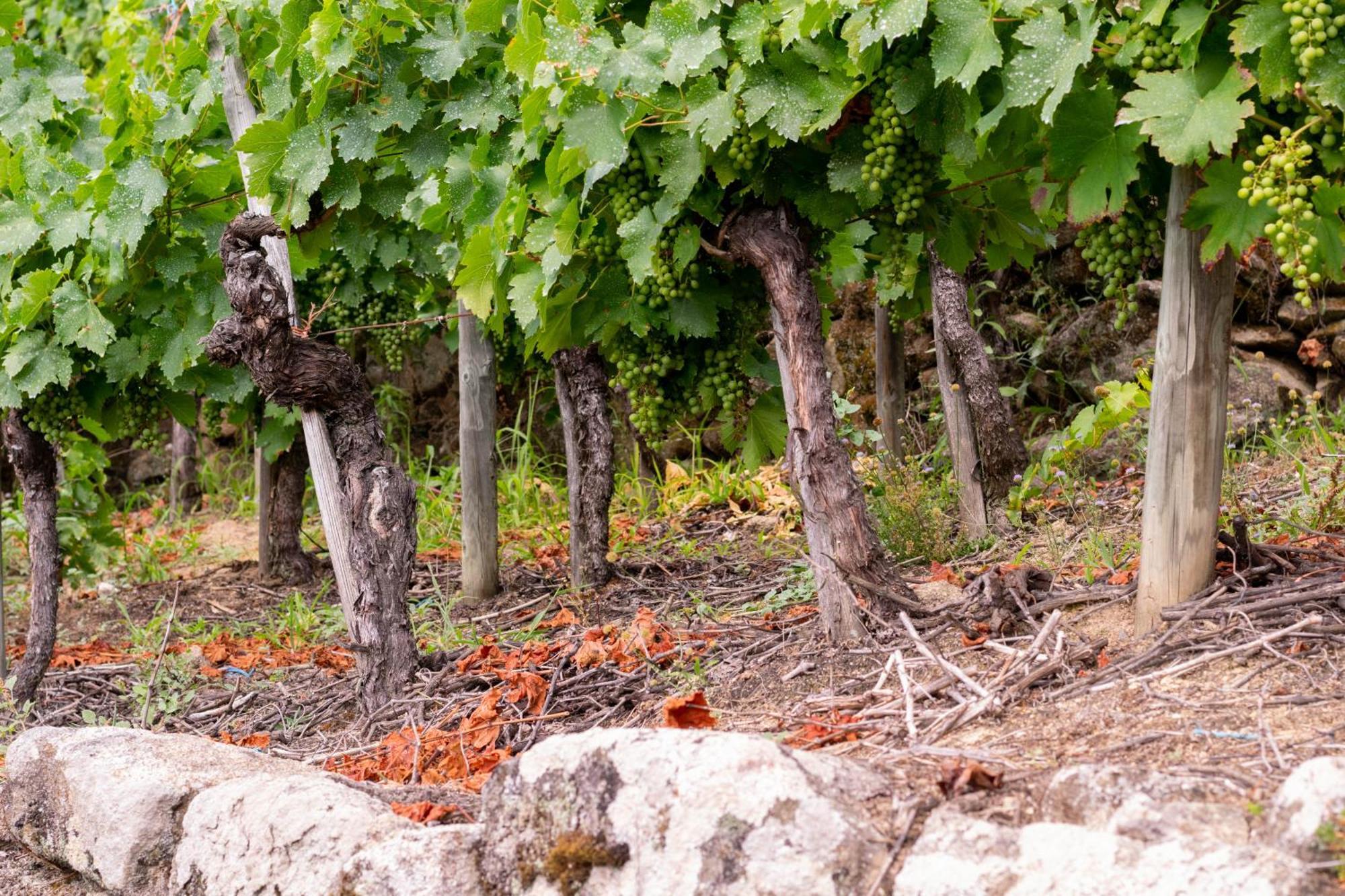 Ecolagar O Barqueiro Villa Pantón Eksteriør bilde